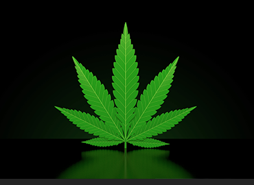 Holy Hemp!